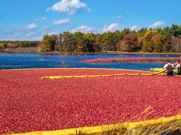 La spettacolare raccolta dei Cranberry La spettacolare raccolta dei Cranberry